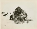 Image of Musk-ox meat
